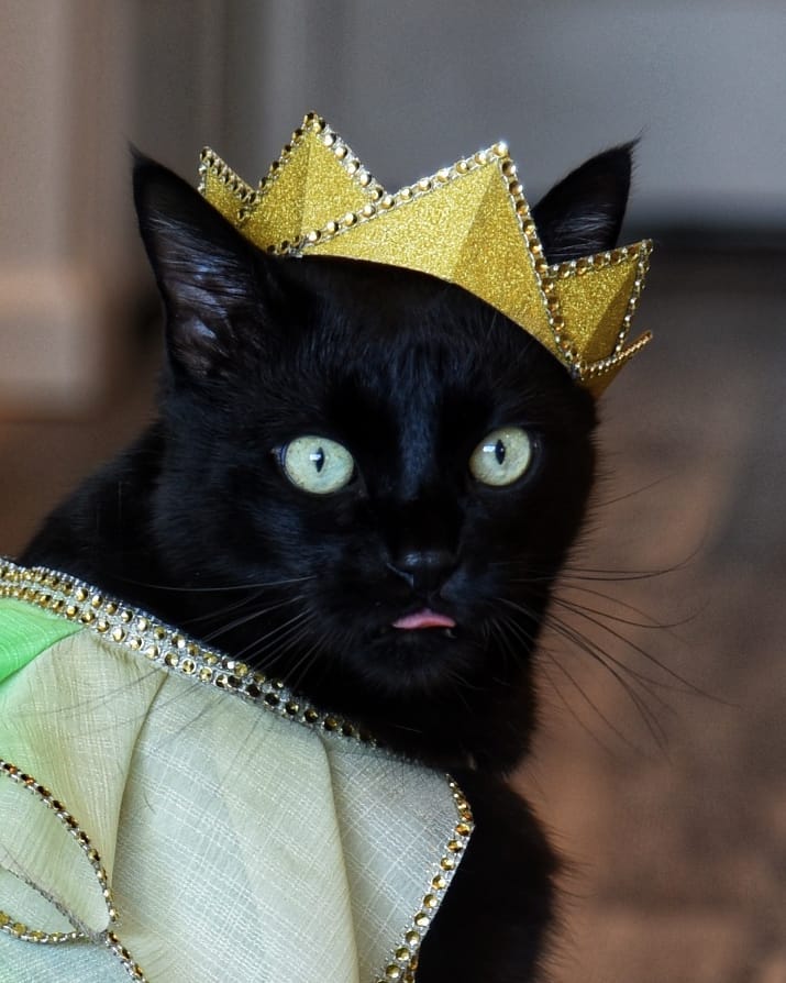 Rover the cat in a crown with his tongue sticking out. 