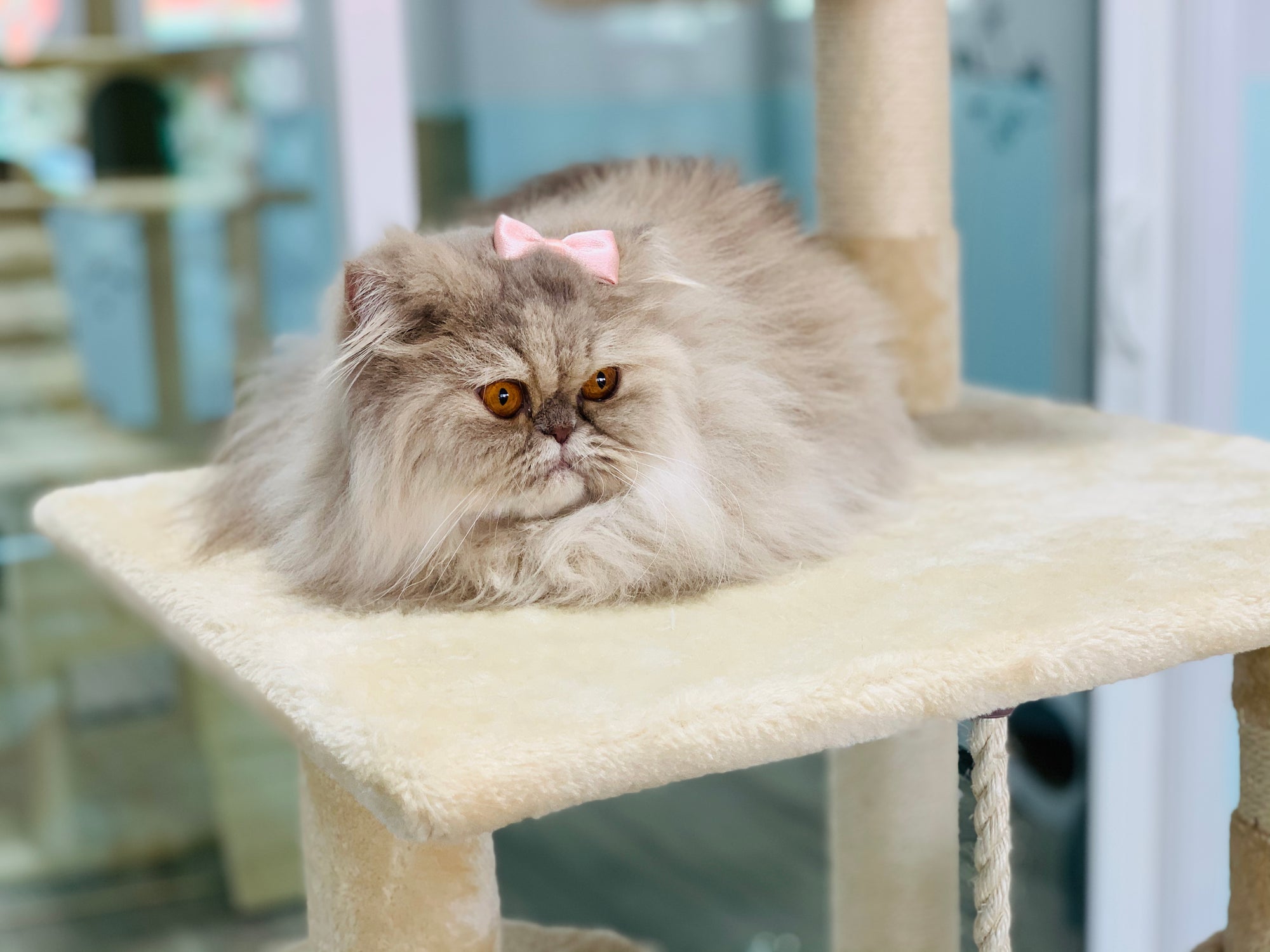 Long-haired female cat with pink bow on right ear