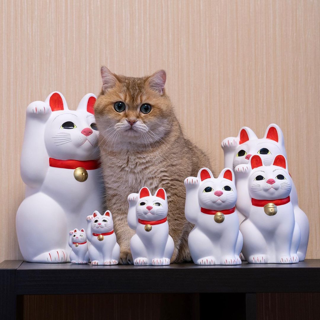 Hosico the Scottish Straight surrounded by maneki nekos (white waving cat).