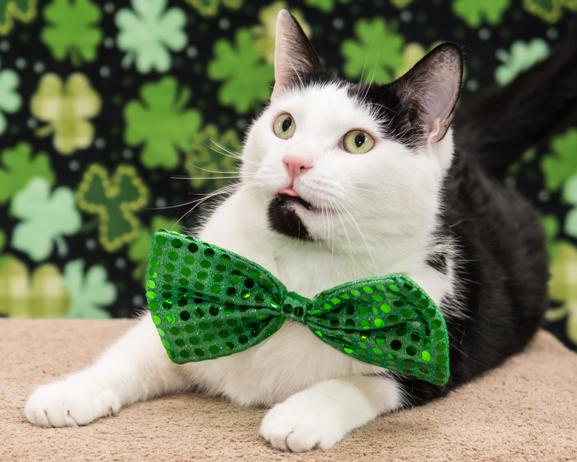 A black and white tuxedo cat in a sparkly green bow