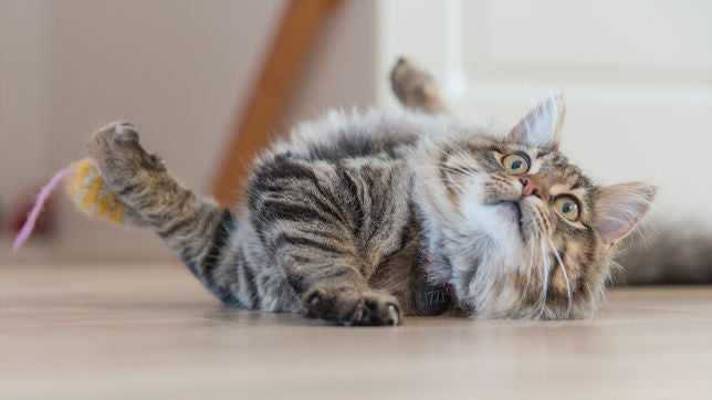 Cat playing with mouse