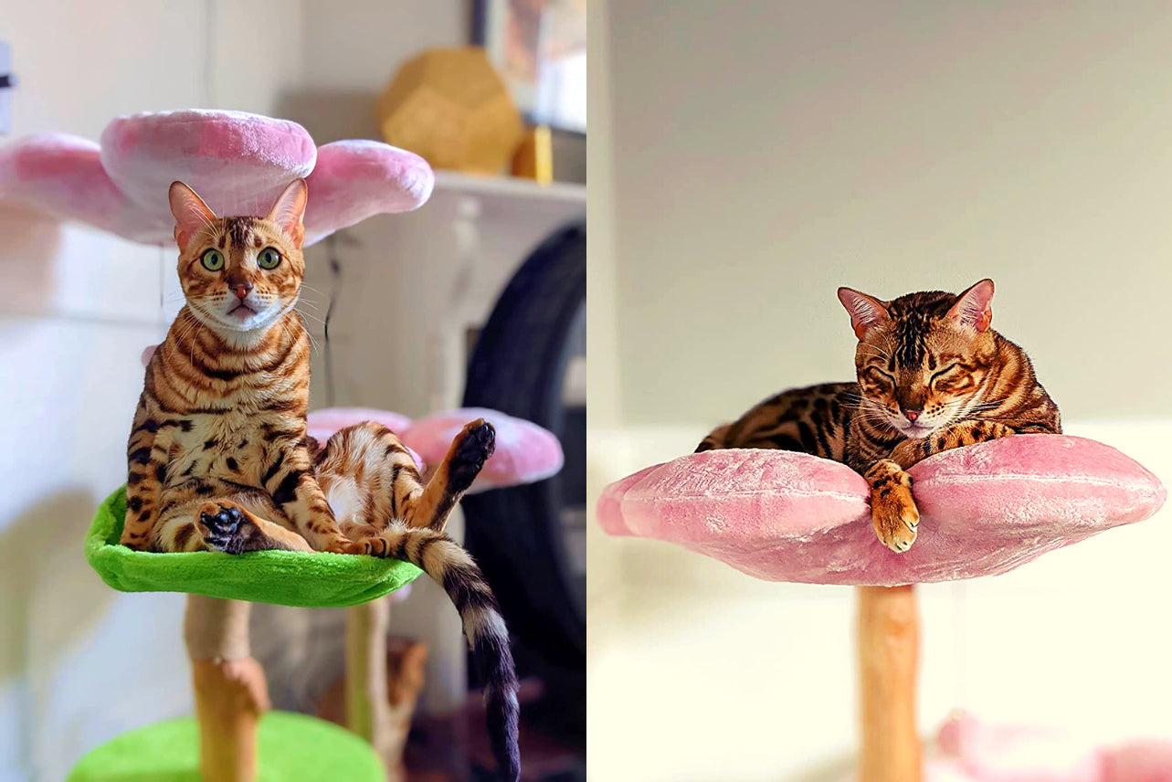 10 Best Cat Beds, Scratchers, and Trees For People Who Love Japan