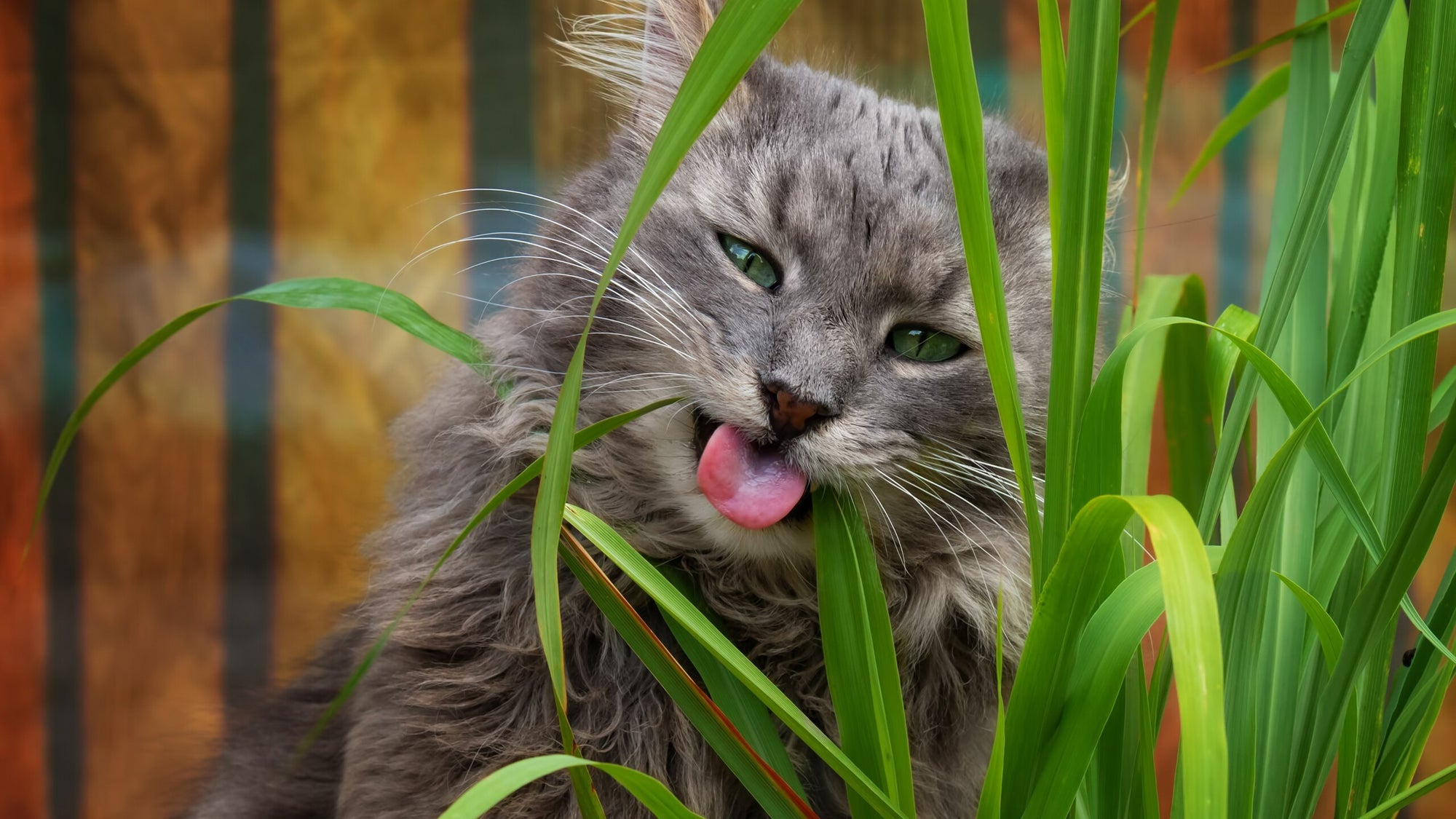 Long-haired gray tabby cat eating cat grass. 
