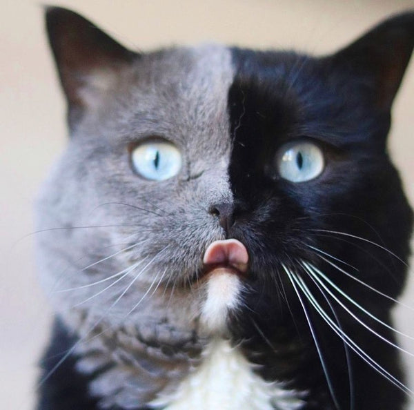 Chimera Genetics Cat