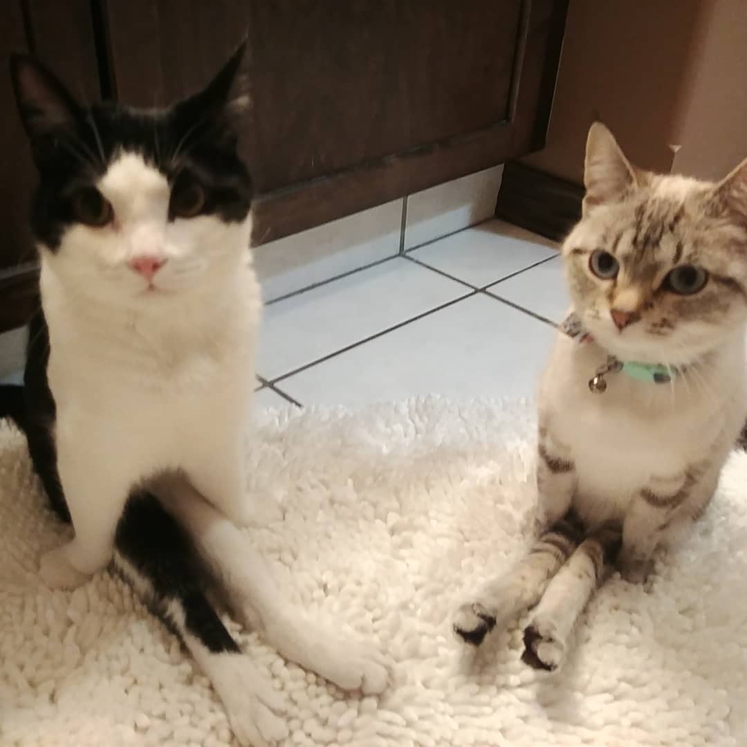 Elle and Apollo on White Carpet