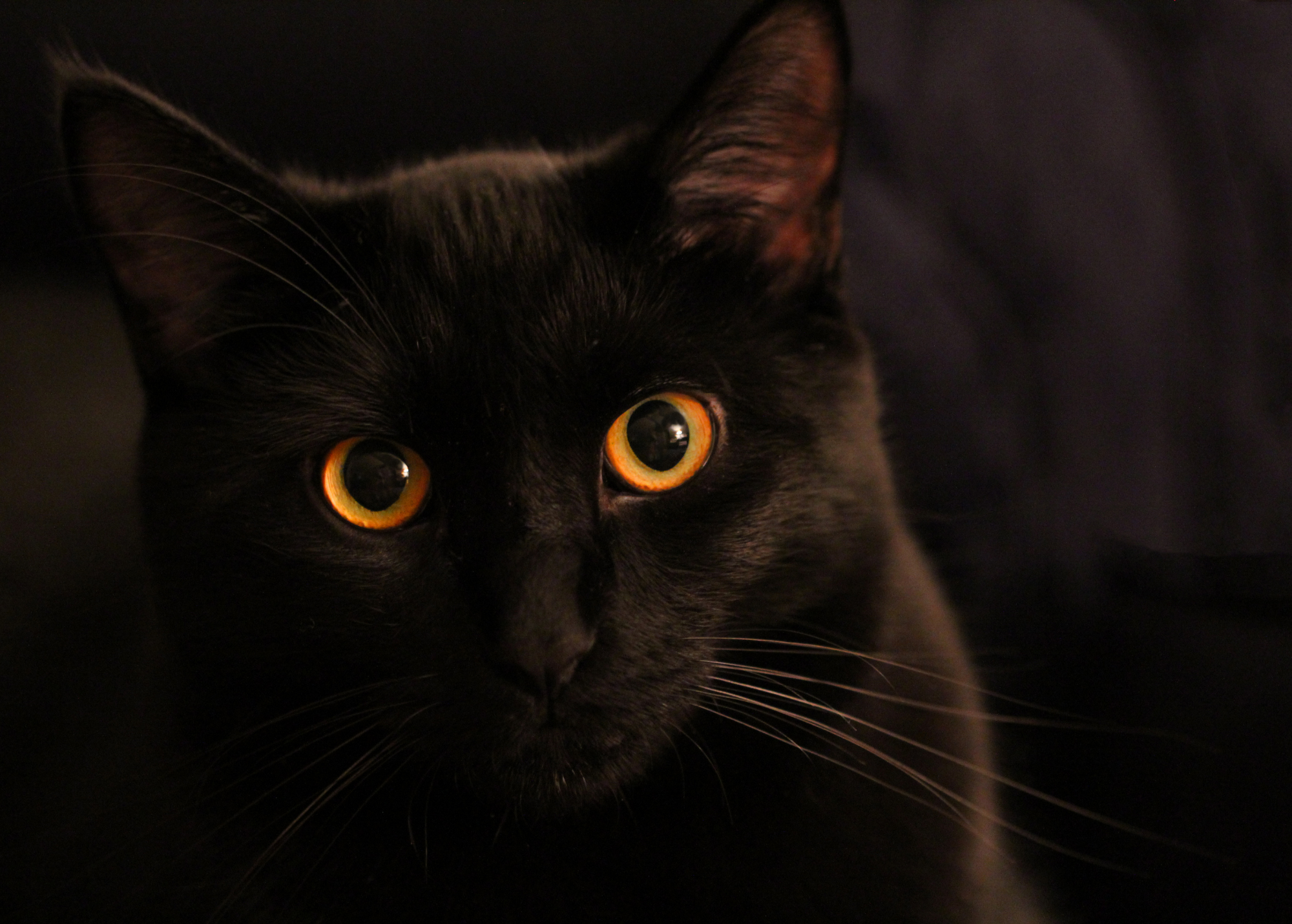 Portrait of a black cat with golden eyes. 