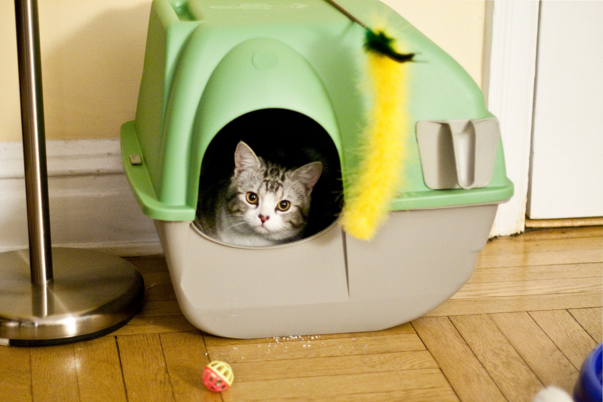 Cat Litter Box by Tom Thai/Wikimedia 