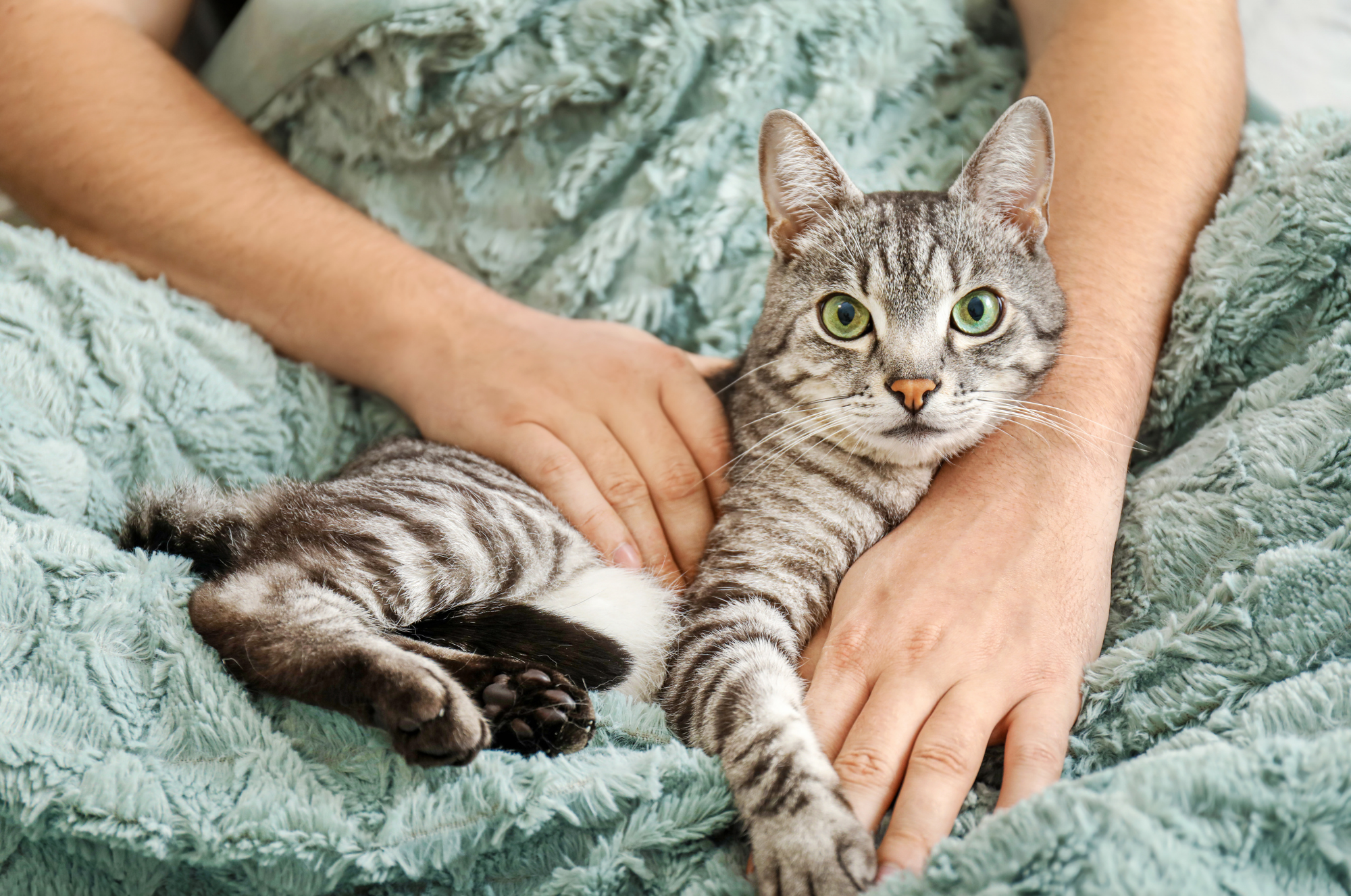 A grey tabby with green eyes sitting on his owner's lap. 