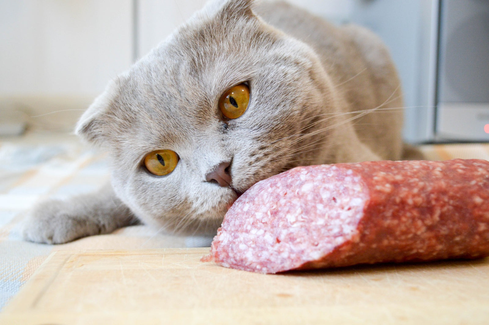 Cat Eating Salami