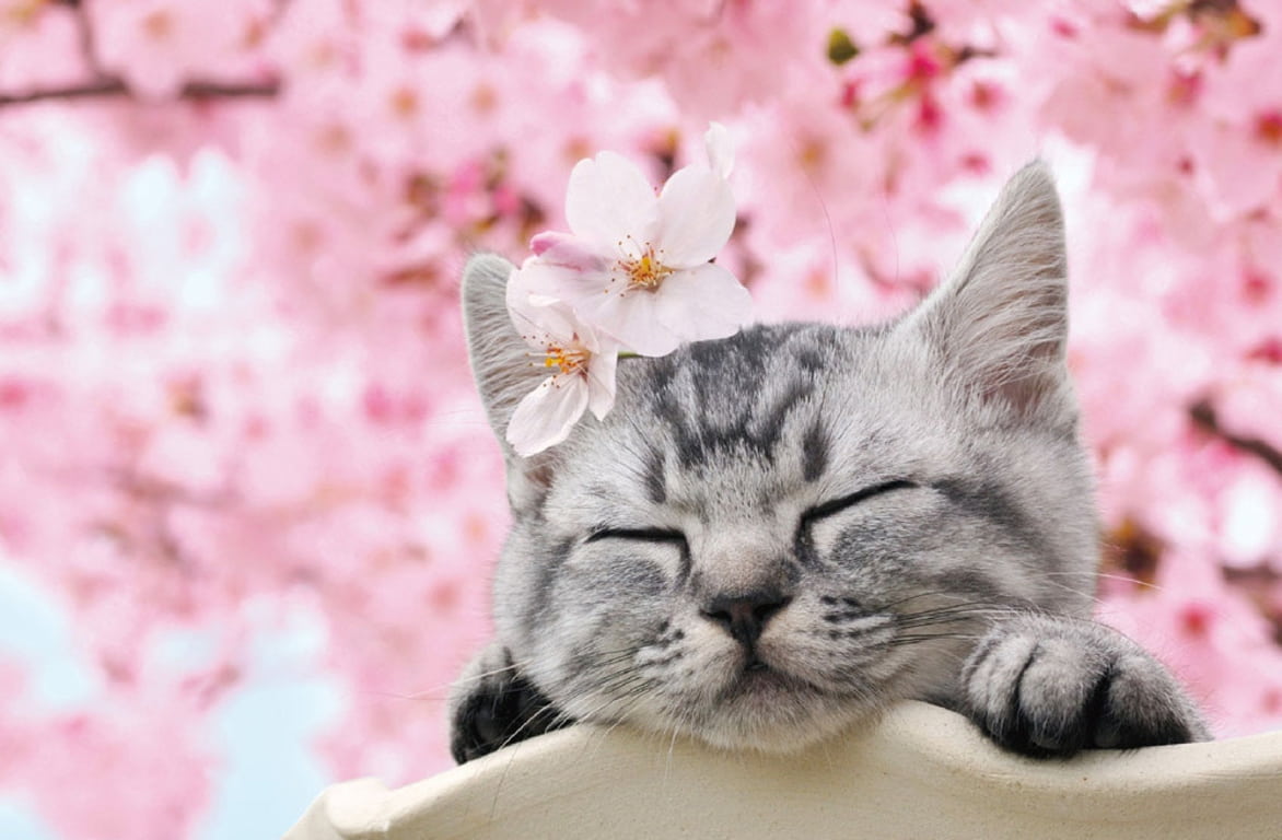 Adorable tabby kitten sleeping under cherry blossom (sakura) tree.