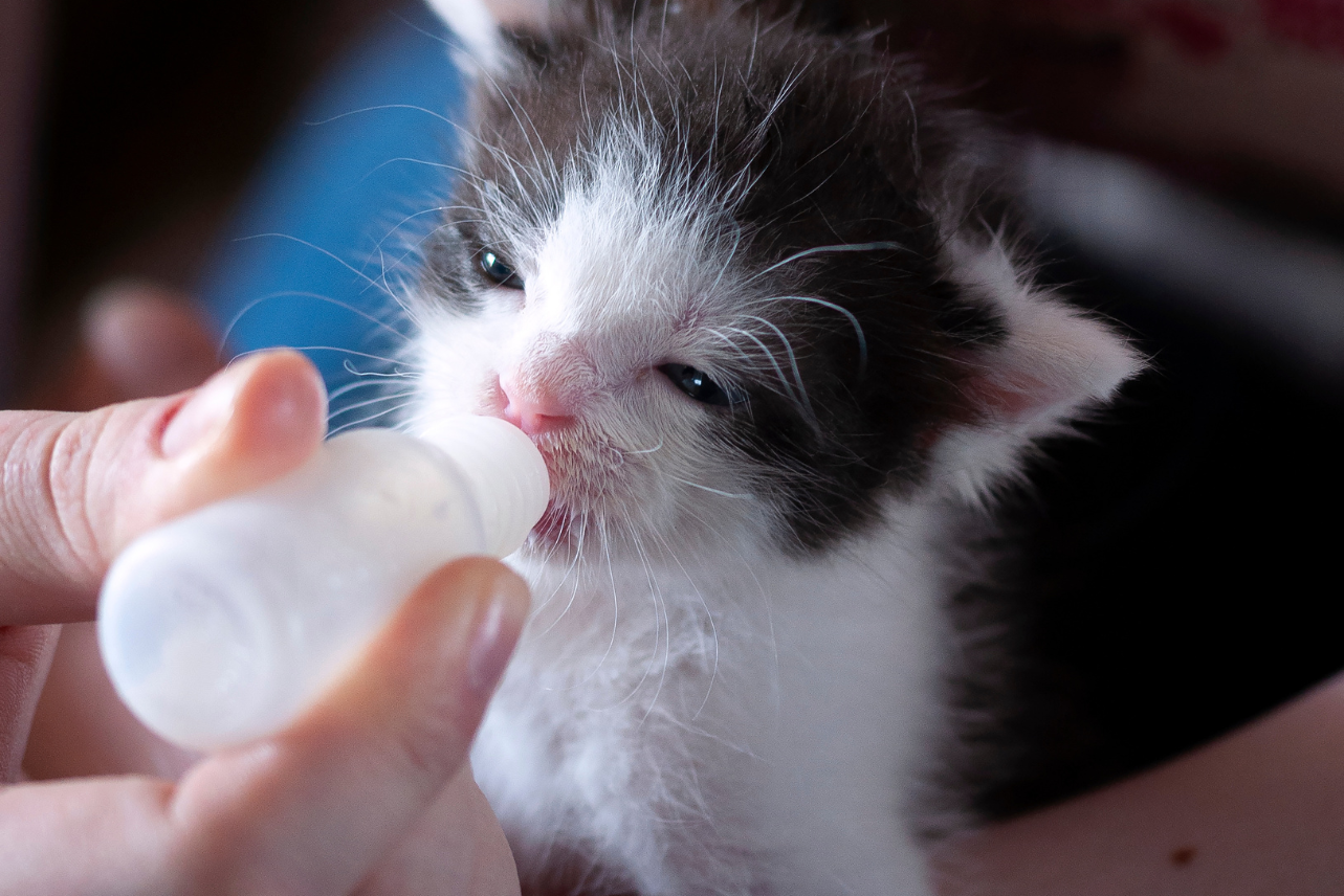 Can i feed newborn kittens regular milk outlet