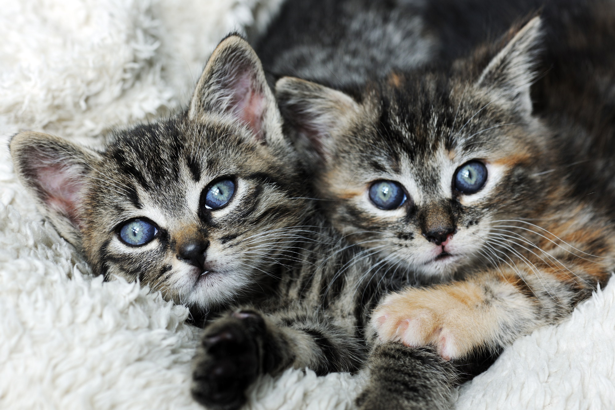 Two tabby kittens with grayish-blue eyes on a gray blanket.