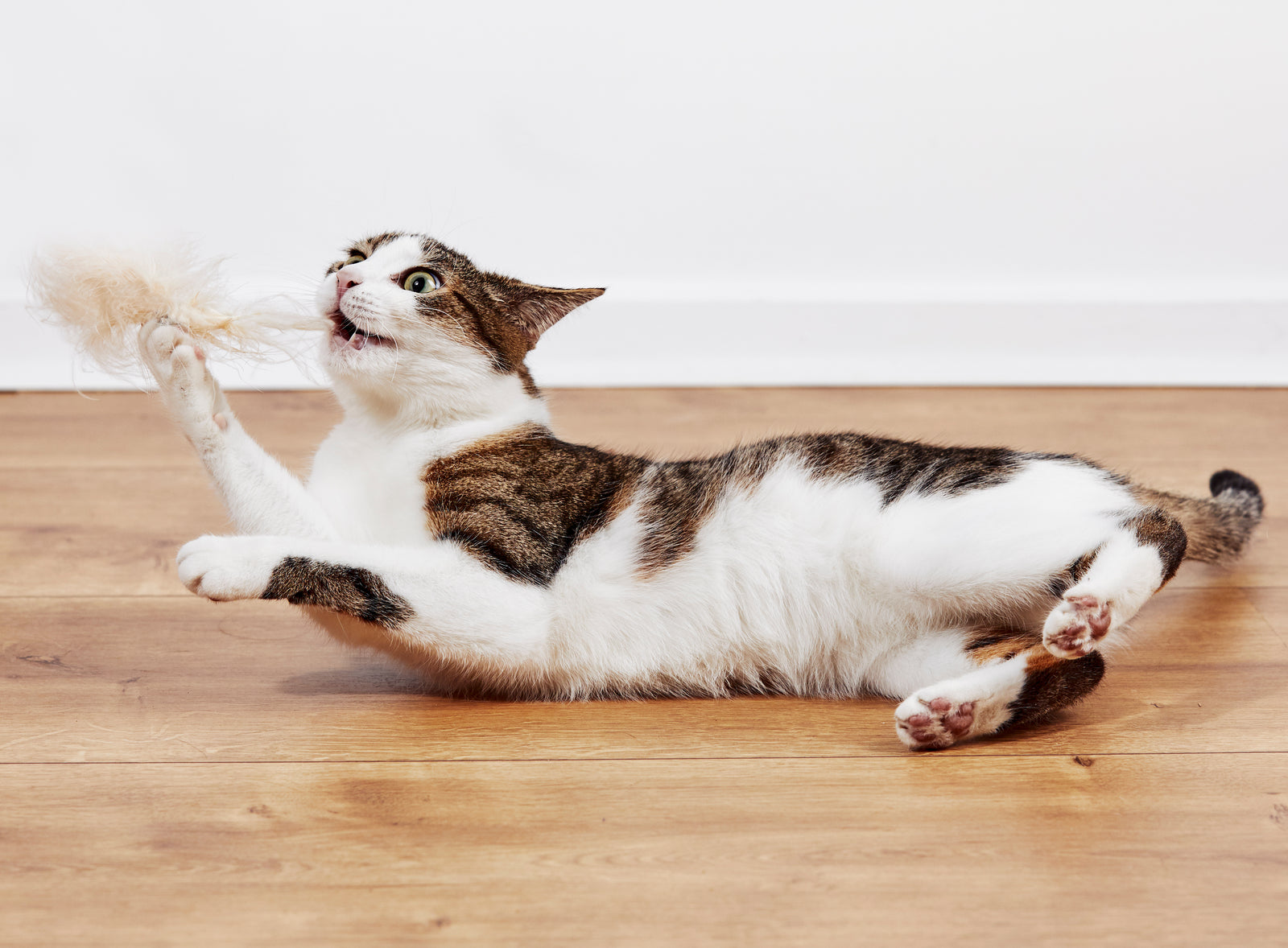 White and silver tabby playing a tan feather. 