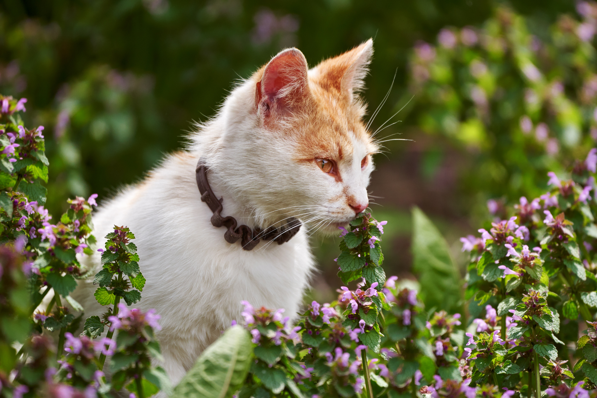 White and orange cat in a field of purple flowers.