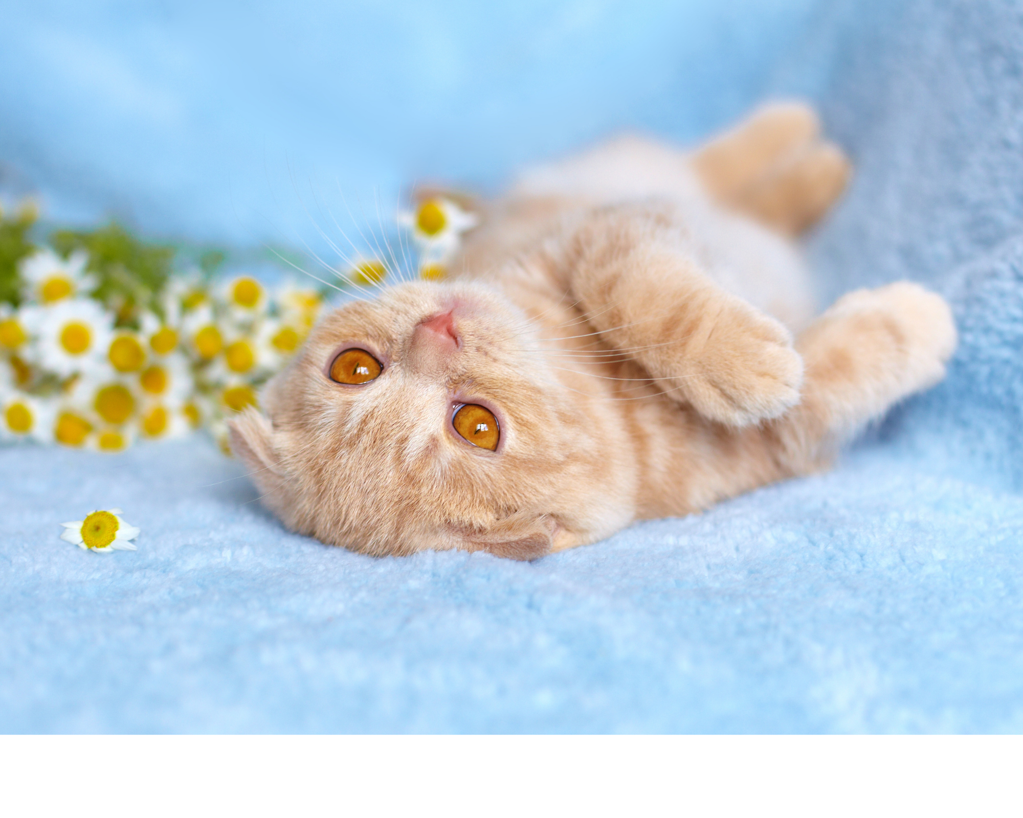 Orange tabby cat rolling beside chamomile.