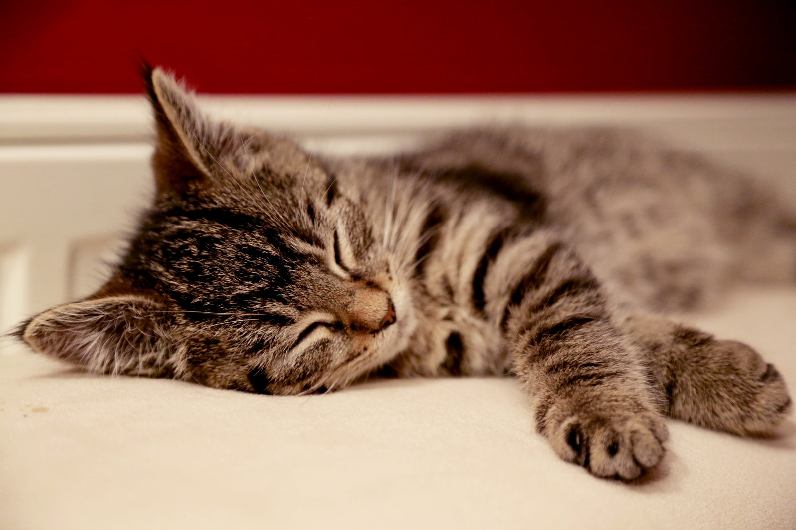 7 Ways to Keep Your Cats Purring Over Their Toys