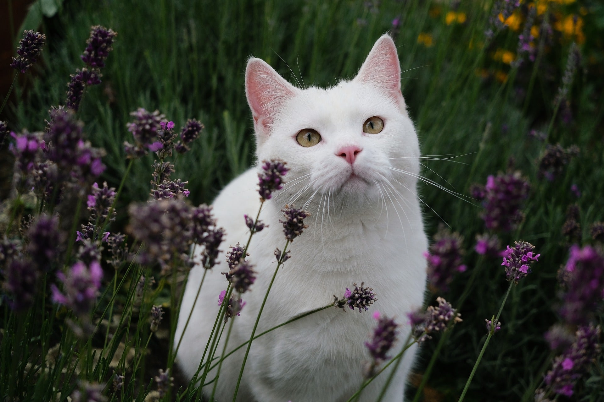 White cat standing in a field of lavender. 