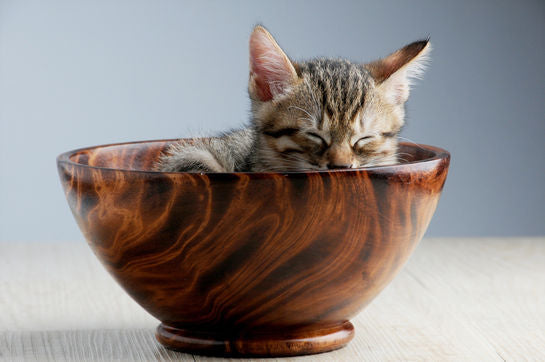 Kitten in Wooden Bowl