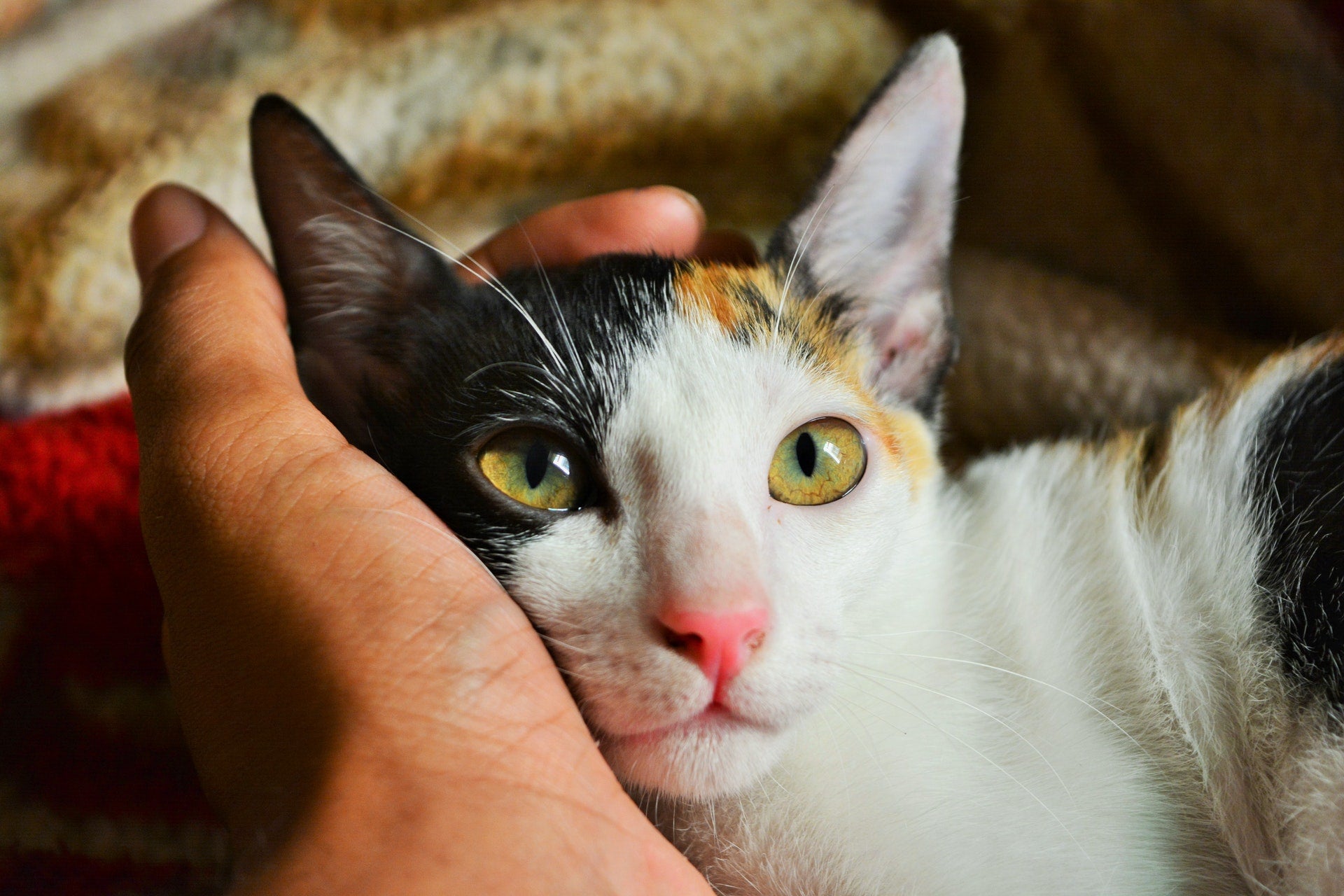 Cat laying in human's hand