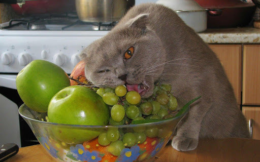 Cat with fruit bowl