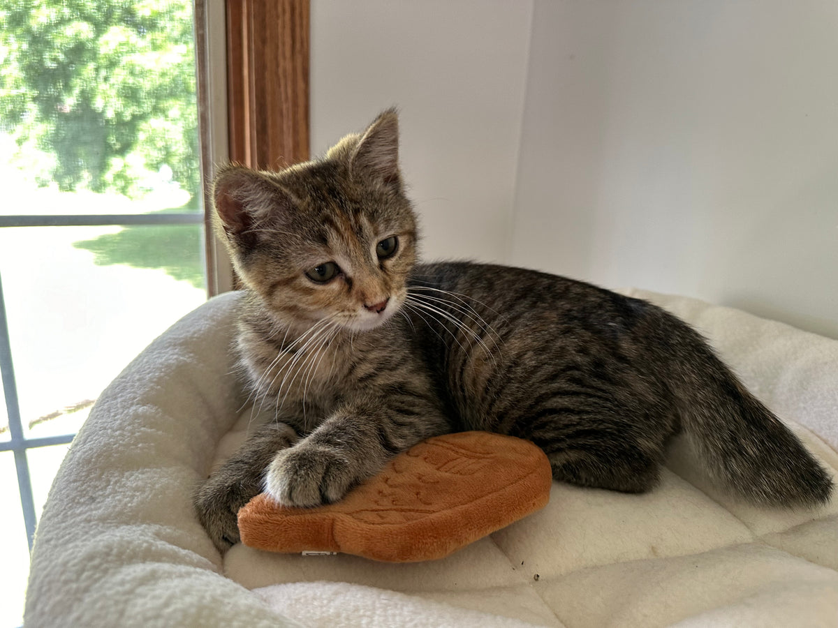 Taiyaki Fish Cat Toy – Refillable, Washable, & Infused with USDA Organic Catnip