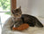 Taiyaki Fish Cat Toy – Refillable, Washable, & Infused with USDA Organic Catnip