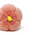 Wagashi Japanese Snacks, 6pc Set with Organic Catnip