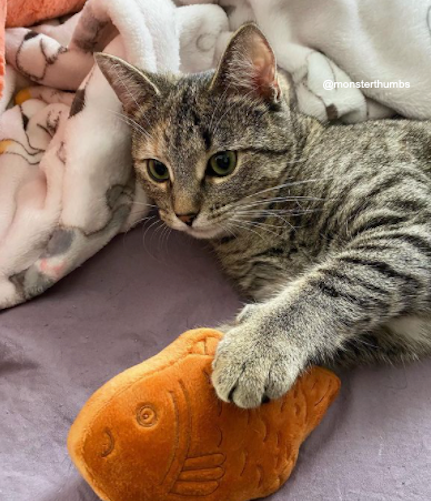 Taiyaki Fish Cat Toy – Refillable, Washable, & Infused with USDA Organic Catnip