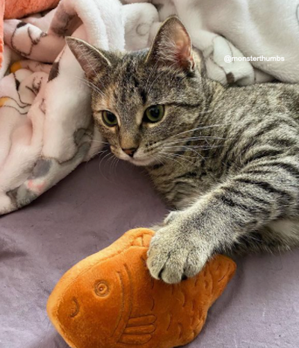 Taiyaki, 2pc Wagashi Toys with Organic Catnip