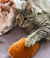 Taiyaki Fish Cat Toy – Refillable, Washable, & Infused with USDA Organic Catnip