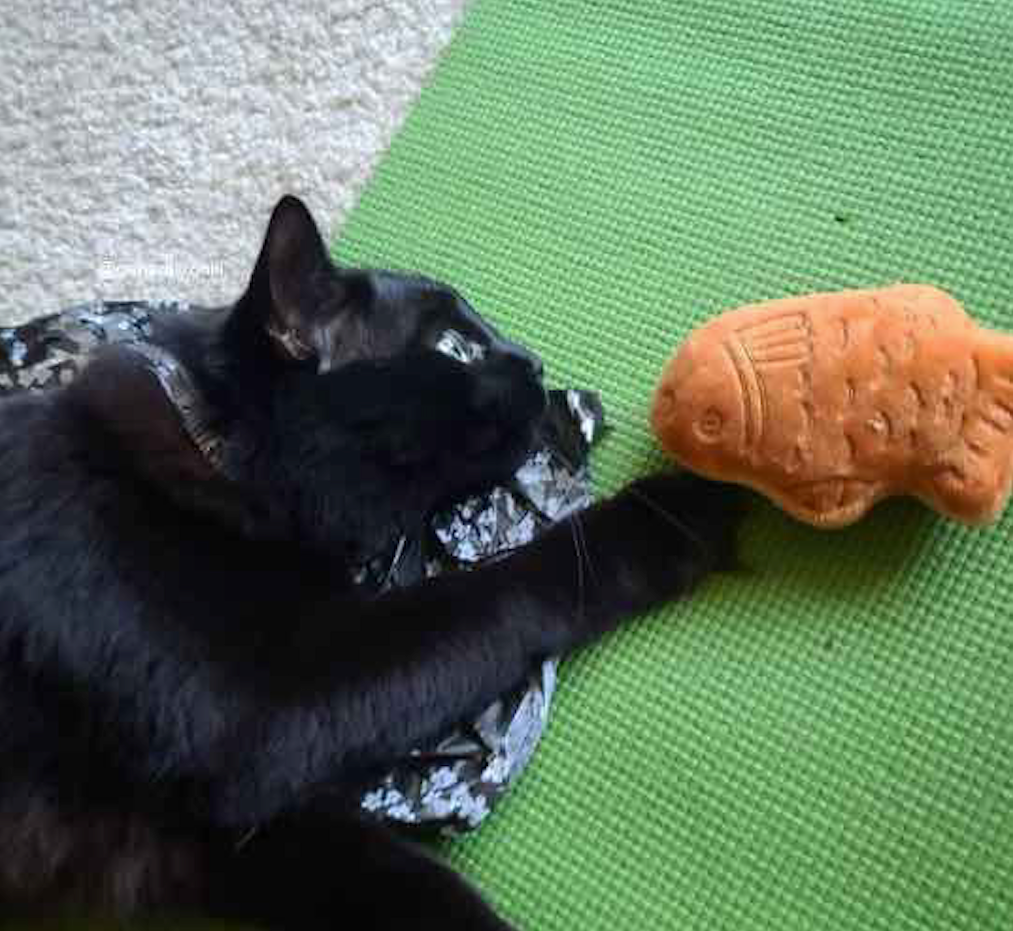 Taiyaki Fish Cat Toy – Refillable, Washable, & Infused with USDA Organic Catnip