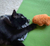 Taiyaki Fish Cat Toy – Refillable, Washable, & Infused with USDA Organic Catnip